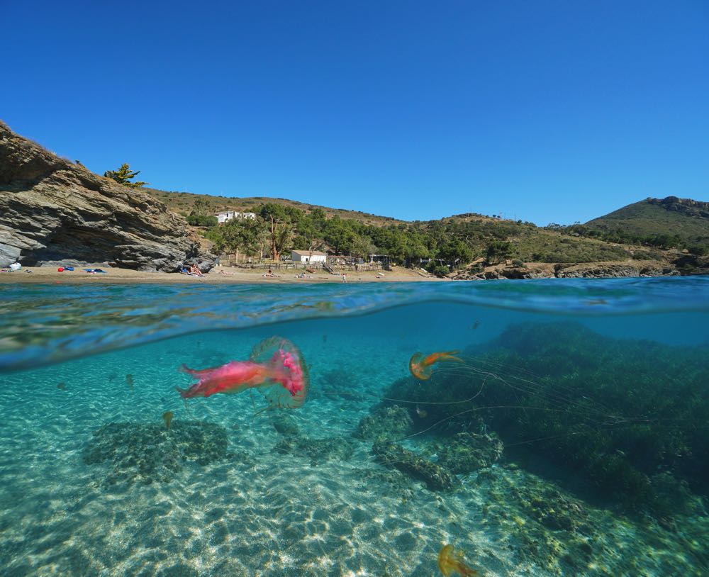 Spain Mediterranean coast jellyfish underwater