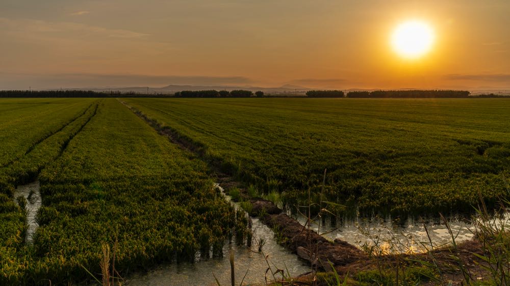 Arroz Valencia