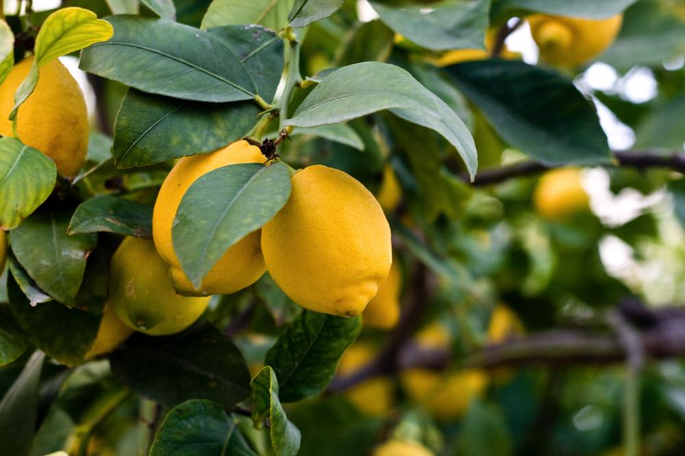 Lemon tree