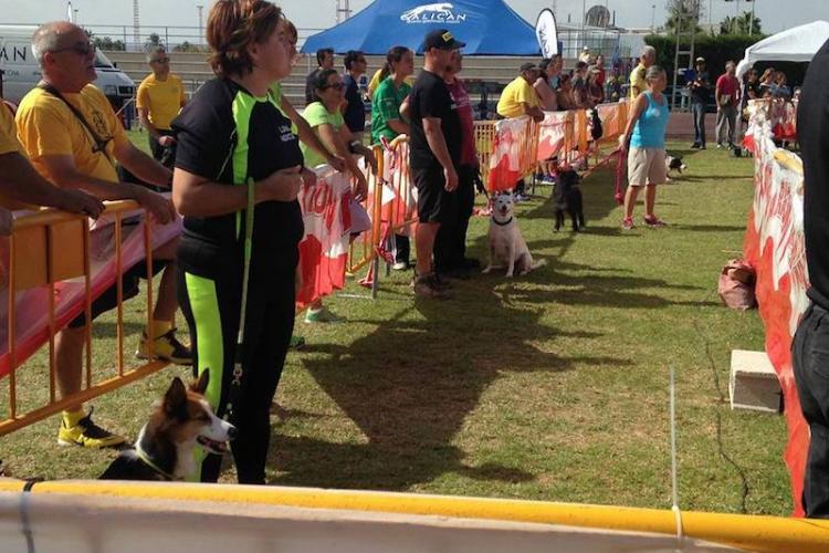 Club Agility de Torrevieja