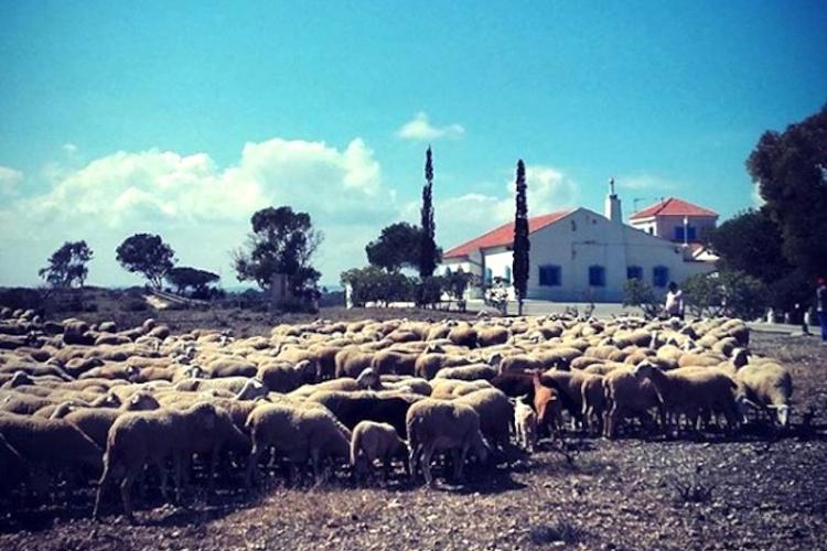 Paimen ja lampaita La Matassa (Torrevieja)