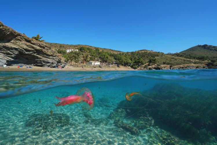 Spain Mediterranean coast jellyfish underwater
