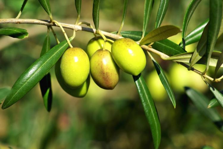 oliivipuun oksa